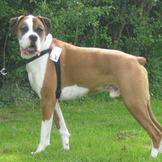 Walk Your Dog With Love Dog Classic Harness - No Pull Walk Your Dog With Love Dog Classic Harness - No Pull