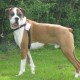 Walk Your Dog With Love Dog Classic Harness - No Pull Walk Your Dog With Love Dog Classic Harness - No Pull