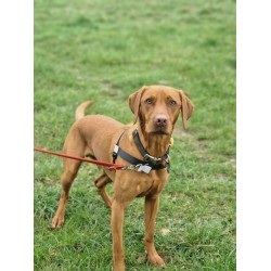 GentleStep Front-Clip Dog Harness | Comfortable No-Pull Dog Harness