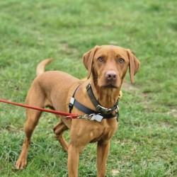 GentleStep Front-Clip Dog Harness | Comfortable No-Pull Dog Harness