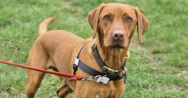 GentleStep Front-Clip Dog Harness | Comfortable No-Pull Dog Harness