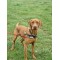 GentleStep Front-Clip Dog Harness | Comfortable No-Pull Dog Harness