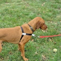 GentleStep Front-Clip Dog Harness | Comfortable No-Pull Dog Harness