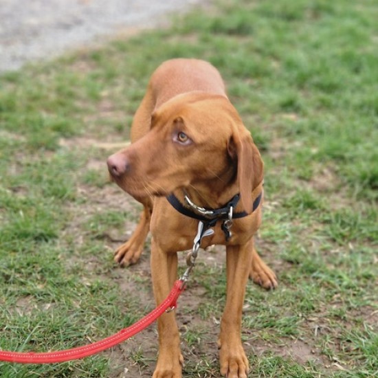 GentleStep Front-Clip Dog Harness | Comfortable No-Pull Dog Harness