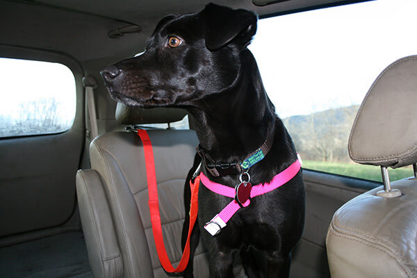 Dogit car store safety dog belt