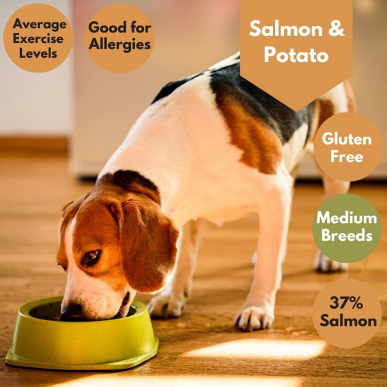 Salmon & Potato - Allergies - 37% Salmon Dog Food TRIAL Pack