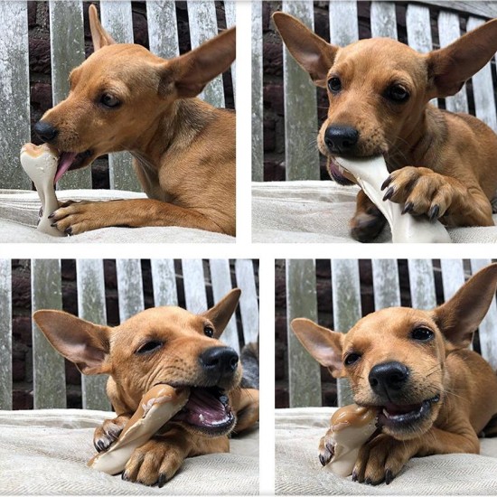 Maks Patch Peanut Butter Dual Bones Dog Treats Pack of 10!