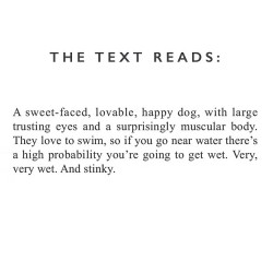 Springer Spaniel Ceramic Mug - Designed & Hand Finished in the UK 