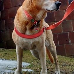 Walk Your Dog With Love -  Tracking Dog Harness (Back Attached) Walk Your Dog With Love -  Tracking Dog Harness (Back Attached)